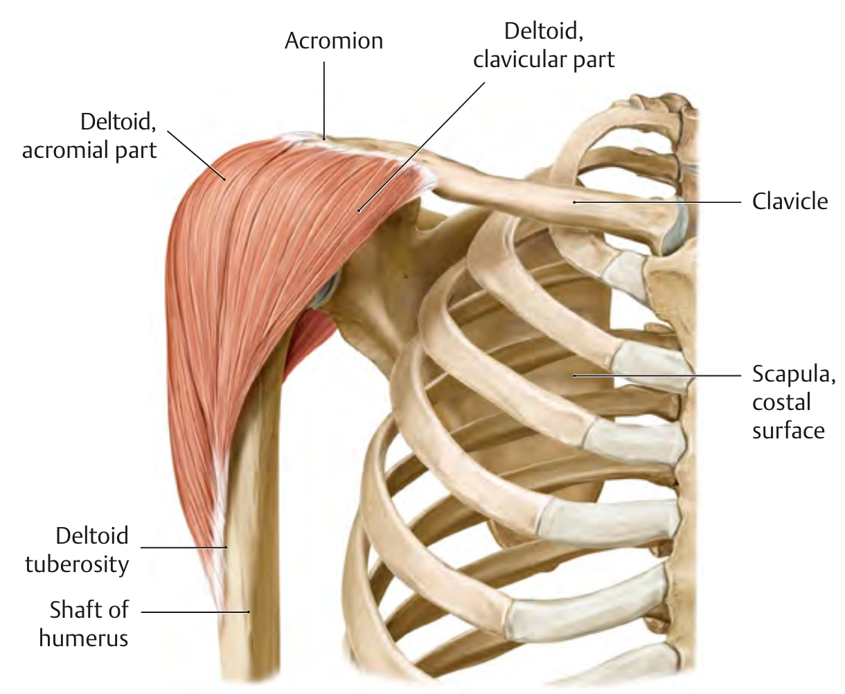 Deltoid Muscle (Anterior view)1